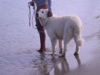 mastino abruzzese taglia grande